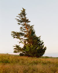 Lone Tree of Roan