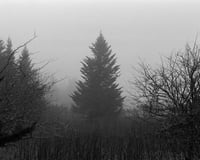 Foggy Day at Roan Mountain