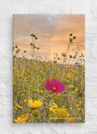 Image 2 of Cosmo, Cowpen Daisies, and a Rainbow - 12” X 18” Canvas Print