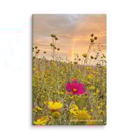 Image 1 of Cosmo, Cowpen Daisies, and a Rainbow - 12” X 18” Canvas Print