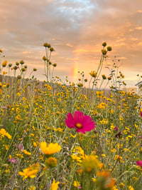 Image 3 of Cosmo, Cowpen Daisies, and a Rainbow - 12” X 18” Canvas Print