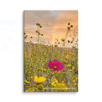 Image 1 of Cosmo, Cowpen Daisies, and a Rainbow - 8” X 12” Canvas Print
