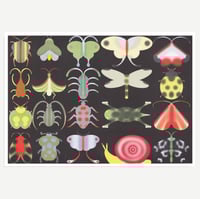 Insects Poster/곤충 포스터