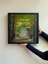 Image 2 of 'Woodland Wanderings'