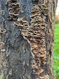 Image 5 of Woodland Wool Tapestry -  Oak