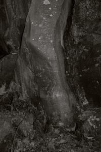 Image of Tree Studies #4 petit format