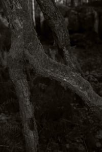 Image of Tree Studies #3 petit format