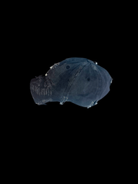 Image 4 of "épynlge" hat 