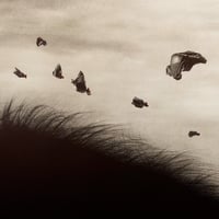 Image 3 of Soaring- Main Edition AP