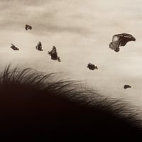 Image 2 of Soaring- Gold Leaf Edition AP 1/3