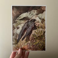 Image 4 of common swift print