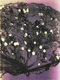 Image 1 of IUZZA. Goliarda Sapienza - Francesca Todde