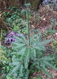Image 2 of BARE ROOT - Grand Fir : Abies grandis