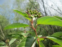 Image 3 of BARE ROOT Red Twig Dogwood : Cornus sericea