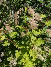 Image 2 of BARE ROOT Oceanspray : Holodiscus discolor