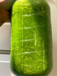 Image 2 of Milky Oats Tincture