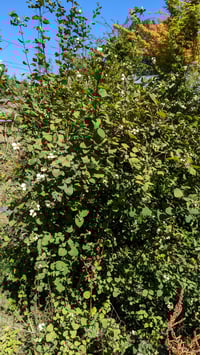 Image 3 of BARE ROOT Snowberry : Symphoricarpos albus