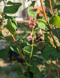 Image 4 of BARE ROOT Snowberry : Symphoricarpos albus