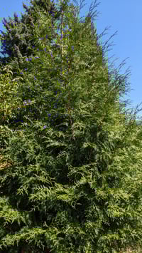 Image 2 of BARE ROOT Western Red Cedar : Thuja plicata