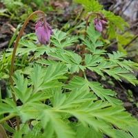 Image 3 of BARE ROOT Bleeding Heart : Dicentra formosa