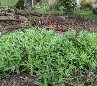 Image 3 of BARE ROOT Oregon Sunshine : Eriophyllum lanatum