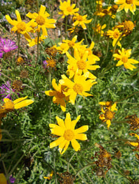 Image 2 of BARE ROOT Oregon Sunshine : Eriophyllum lanatum