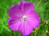 Image 2 of BARE ROOT Western Geranium : Geranium oreganum