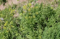 Image 3 of BARE ROOT Fernleaf Biscuitroot : Lomatium dissectum