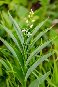 Image 2 of BARE ROOT Starry False Solomon's Seal : Maianthemum stellatum