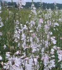 Image 2 of BARE ROOT Meadow Checkermallow : Sidalcea campestris
