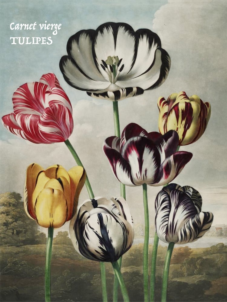 Image of CT TULIPES
