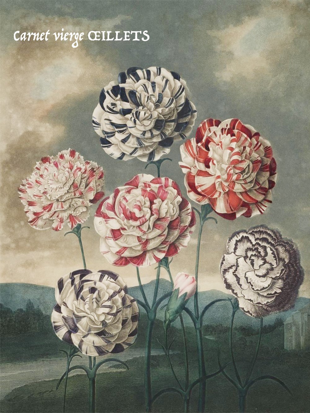 Image of CT ŒILLETS