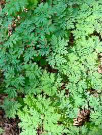 Image 2 of BARE ROOT Bleeding Heart : Dicentra formosa