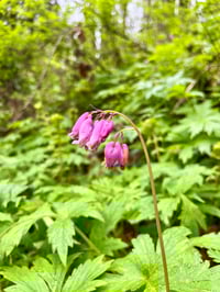 Image 1 of BARE ROOT Bleeding Heart : Dicentra formosa