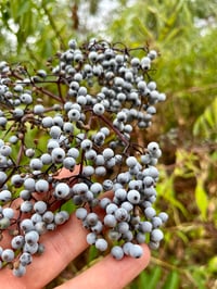 Image 3 of BARE ROOT Blue Elderberry : Sambucus cerulea