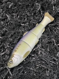 Immortal Trout 7.7 “American Shad”