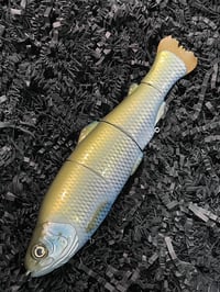 Immortal Trout 7.7 “Hitchhiker”