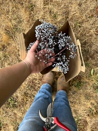 Image 1 of BARE ROOT Blue Elderberry : Sambucus cerulea