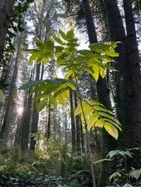 Image 4 of BARE ROOT Blue Elderberry : Sambucus cerulea