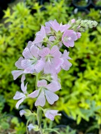 Image 3 of BARE ROOT Meadow Checkermallow : Sidalcea campestris