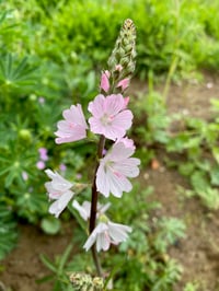 Image 5 of BARE ROOT Meadow Checkermallow : Sidalcea campestris
