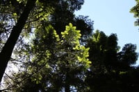 Image 1 of BARE ROOT - Grand Fir : Abies grandis