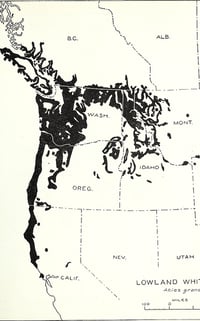 Image 4 of BARE ROOT - Grand Fir : Abies grandis