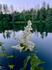 Image 1 of BARE ROOT Oceanspray : Holodiscus discolor