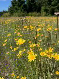 Image 1 of BARE ROOT Oregon Sunshine : Eriophyllum lanatum