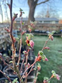 Image 1 of BARE ROOT Red Flowering Currant : Ribes sanguineum