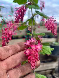 Image 3 of BARE ROOT Red Flowering Currant : Ribes sanguineum