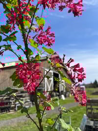 Image 2 of BARE ROOT Red Flowering Currant : Ribes sanguineum