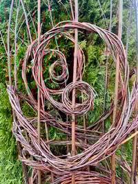 Image 2 of BARE ROOT Red Twig Dogwood : Cornus sericea