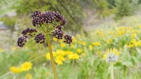 Image 1 of BARE ROOT Fernleaf Biscuitroot : Lomatium dissectum